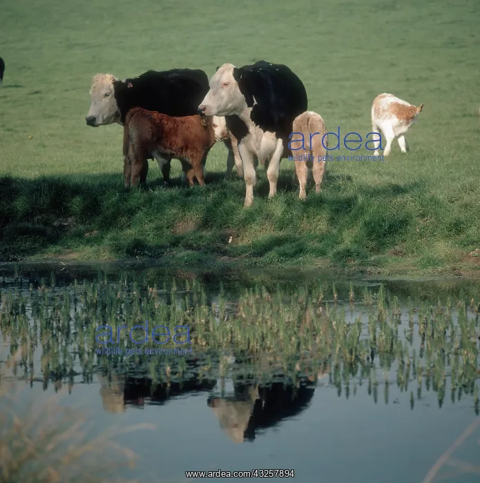 : Cows with Calves : Cows with Calves