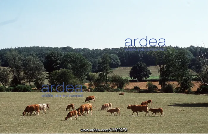 : COWS AND CALVES : COWS AND CALVES