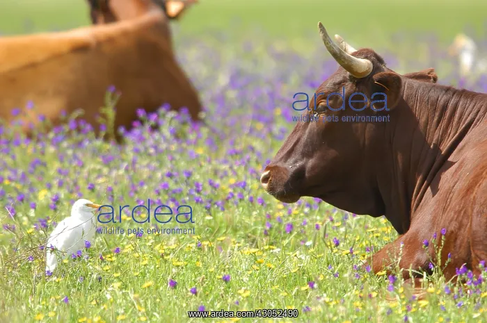 : Cows and Cattle Egrets in a meadow Andalusia Spain : Cows and Cattle Egrets in a meadow Andalusia Spain