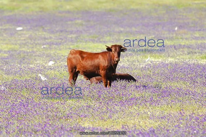 : Cows and Cattle Egrets in a meadow Andalusia Spain : Cows and Cattle Egrets in a meadow Andalusia Spain