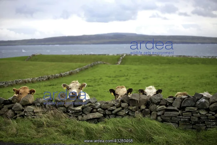 : Cows and coastal landscape, The Burren, County Clare : Cows and coastal landscape, The Burren, County Clare