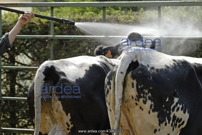 : Cows in comice agricole At the Vosgienne in summer : Cows in comice agricole At the Vosgienne in summer