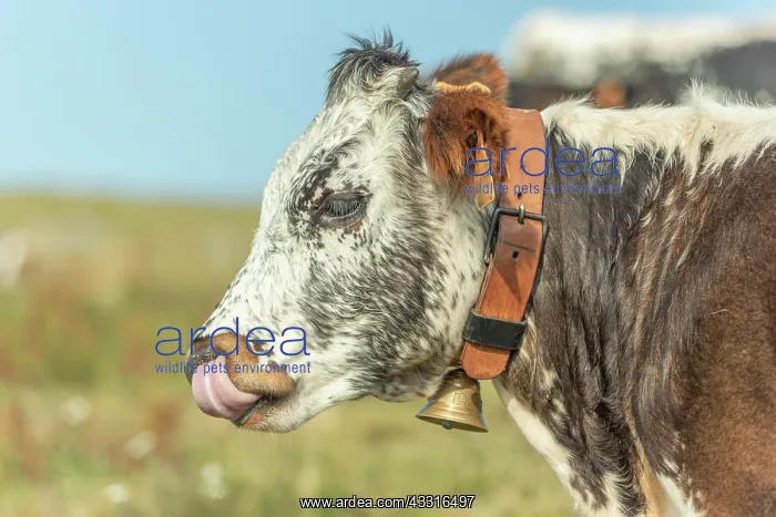 : Cows cow with a bell potrait in pasture in mountain : Cows cow with a bell potrait in pasture in mountain
