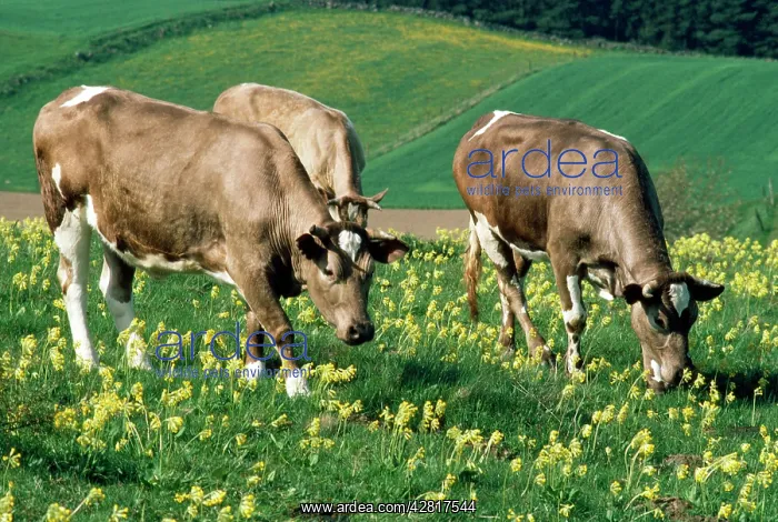 : COWS AND COWSLIPS