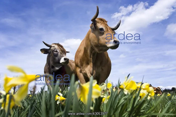 : Two cows among daffodils in Aubrac France : Two cows among daffodils in Aubrac France
