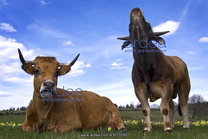 : Two cows among daffodils in Aubrac France : Two cows among daffodils in Aubrac France