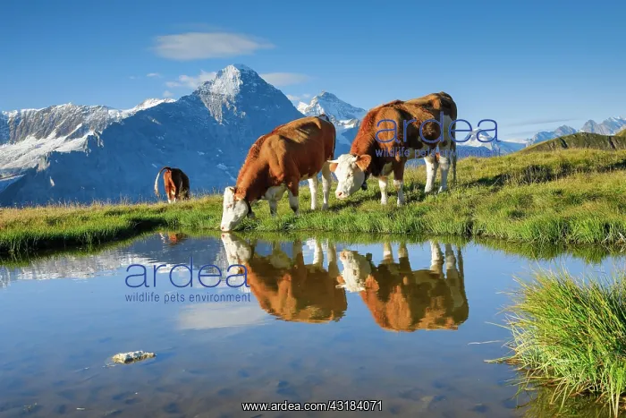 : Cows in front of Eiger and Jungfrau, Bernese Oberland : Cows in front of Eiger and Jungfrau, Bernese Oberland