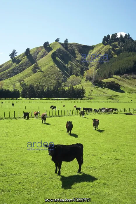 : Cows and Farmland near Okaramio, Marlborough : Cows and Farmland near Okaramio, Marlborough
