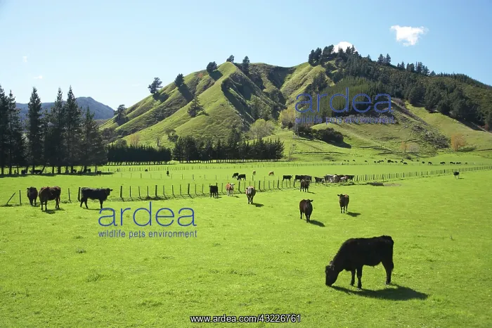 : Cows and Farmland near Okaramio, Marlborough : Cows and Farmland near Okaramio, Marlborough
