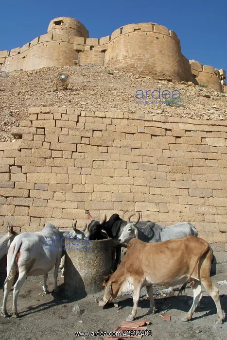 : Cows - Foraging at a rubbish area : Cows - Foraging at a rubbish area