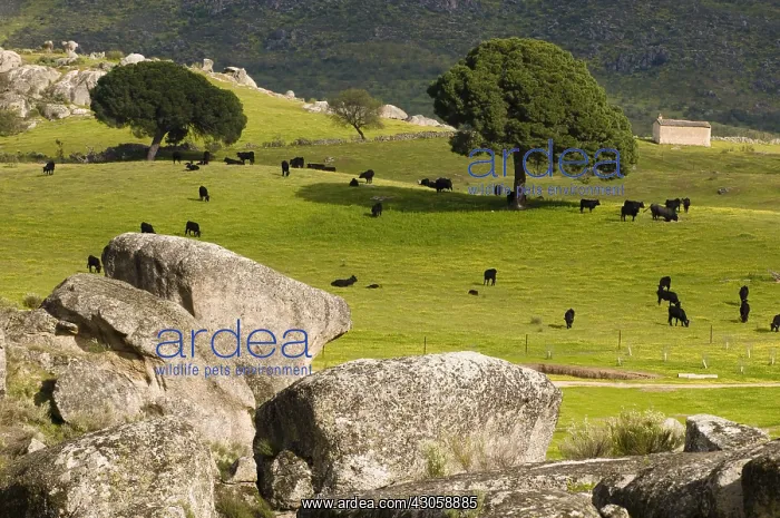 : Cows granite blocks and umbrella pines Extremadura Spain : Cows granite blocks and umbrella pines Extremadura Spain
