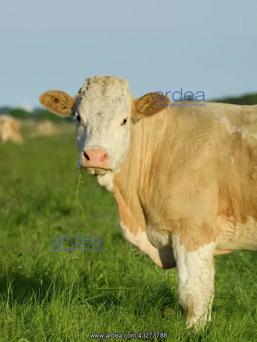 : Cows on grazing marsh - Norfolk UK : Cows on grazing marsh - Norfolk UK