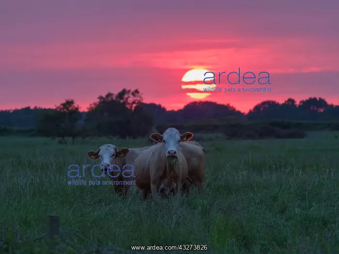 : Cows on grazing marsh at sunset - Norfolk UK : Cows on grazing marsh at sunset - Norfolk UK