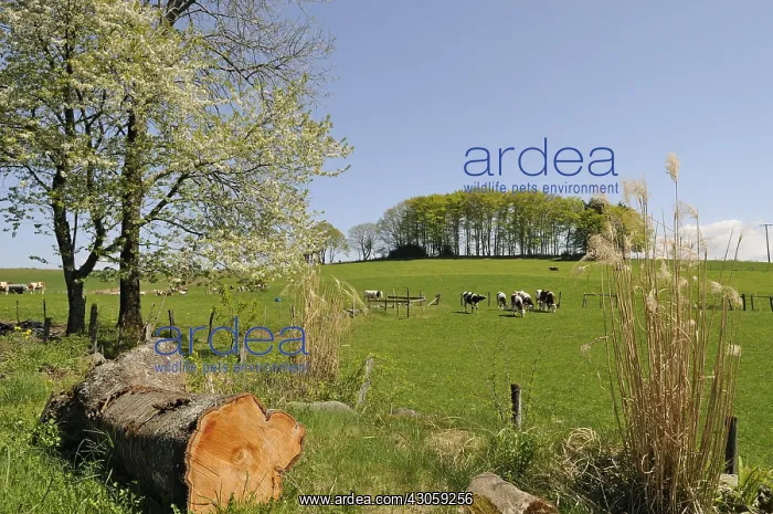 : Cows grazing in a meadow Ballons des Vosges NRP : Cows grazing in a meadow Ballons des Vosges NRP