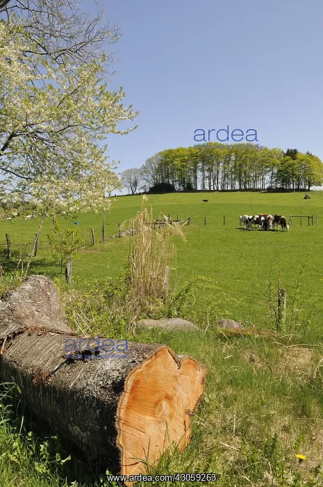 : Cows grazing in a meadow Ballons des Vosges NRP : Cows grazing in a meadow Ballons des Vosges NRP