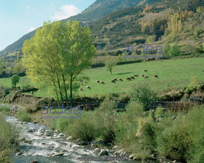 : Cows grazing in a meadow. Benasque. Huesca : Cows grazing in a meadow. Benasque. Huesca