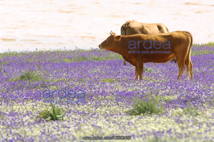 : Cows grazing in a meadow in bloom Andalusia Spain : Cows grazing in a meadow in bloom Andalusia Spain