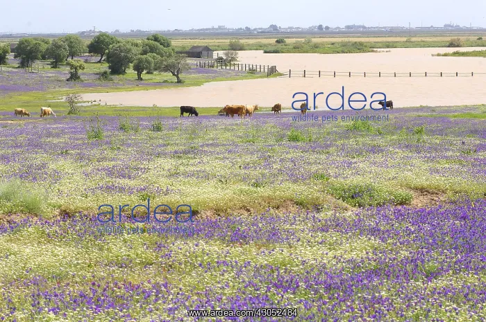 : Cows grazing in a meadow in bloom Andalusia Spain : Cows grazing in a meadow in bloom Andalusia Spain