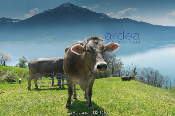 : cows grazing on a meadow with blossoming cherry : cows grazing on a meadow with blossoming cherry