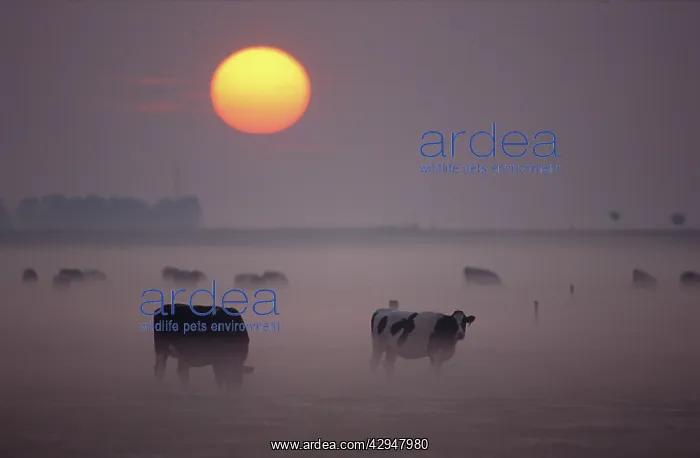 : Cows - Grazing during sunset in the haze : Cows - Grazing during sunset in the haze