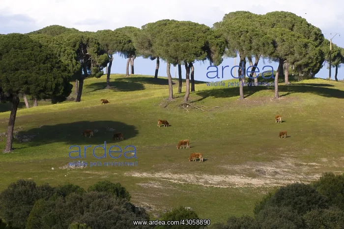 : Cows grazing under the umbrella pines Extremadura Spain : Cows grazing under the umbrella pines Extremadura Spain
