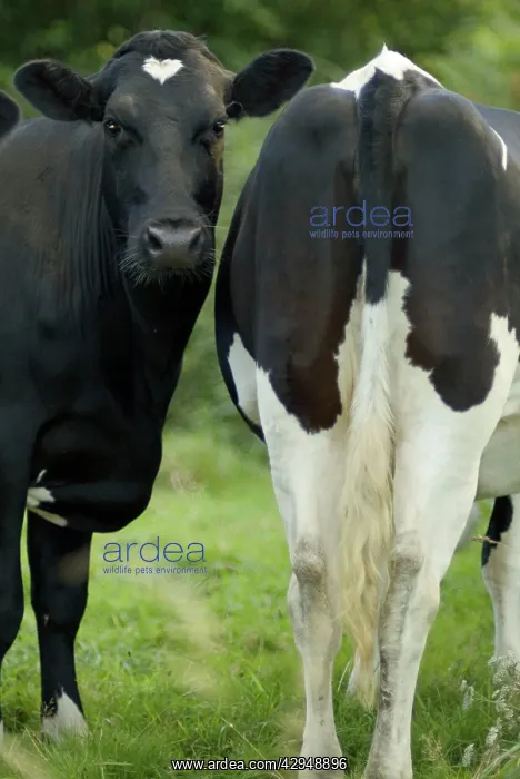 : COWS - two heifers together, nose to tail. One : COWS - two heifers together, nose to tail. One