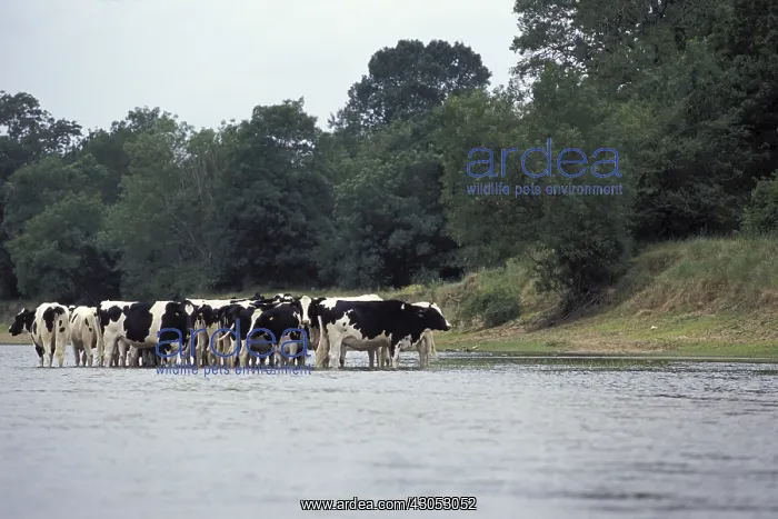 : Cows herd in Loire river Bourgogne France : Cows herd in Loire river Bourgogne France