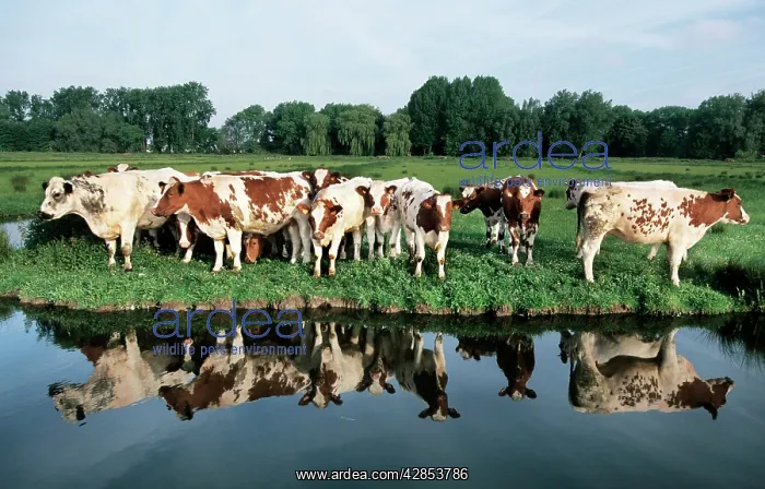  : Cows - herd in meadow on edge of water