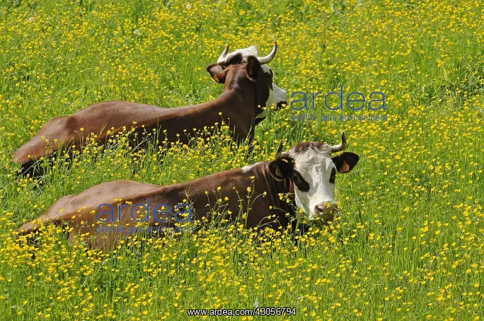 : Cows lying in a meadow in spring Alpes France : Cows lying in a meadow in spring Alpes France