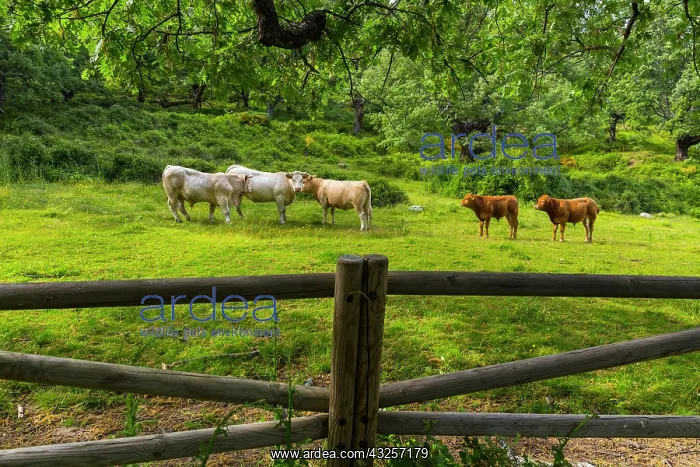 : Cows in meadow - Ambroz Valley Extremadura Spain : Cows in meadow - Ambroz Valley Extremadura Spain