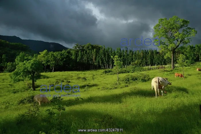 : Cows in the meadow - Guadeloupe : Cows in the meadow - Guadeloupe