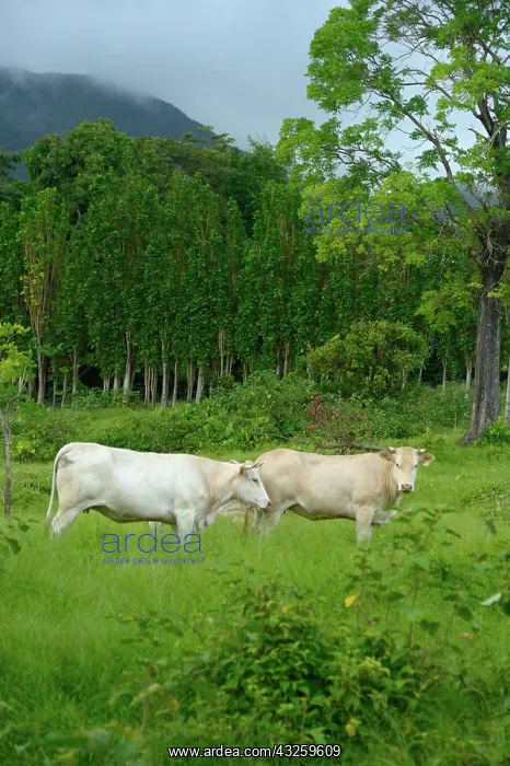 : Cows in the meadow - Guadeloupe : Cows in the meadow - Guadeloupe