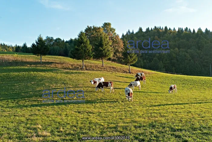: Cows in a meadow Lajoux France : Cows in a meadow Lajoux France