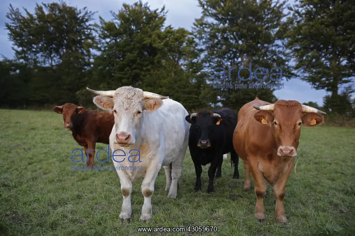 : Cows in a meadow Manche France : Cows in a meadow Manche France