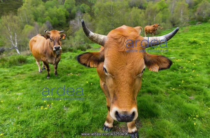 : Cows in the meadow mountain - Asturias Spain : Cows in the meadow mountain - Asturias Spain