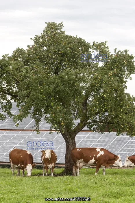 : Cows in a meadow near a roof of solar panels : Cows in a meadow near a roof of solar panels