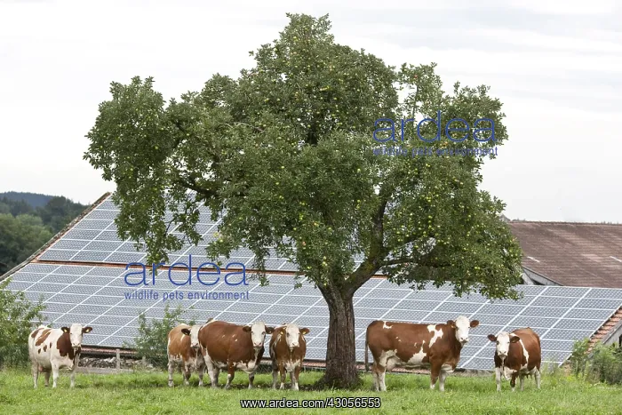 : Cows in a meadow near a roof of solar panels : Cows in a meadow near a roof of solar panels