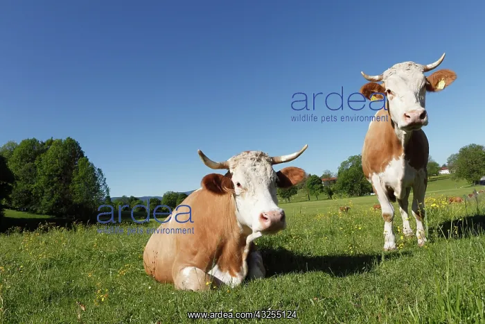 : Cows on a meadow, Warngau, Oberland, Upper Bavaria : Cows on a meadow, Warngau, Oberland, Upper Bavaria