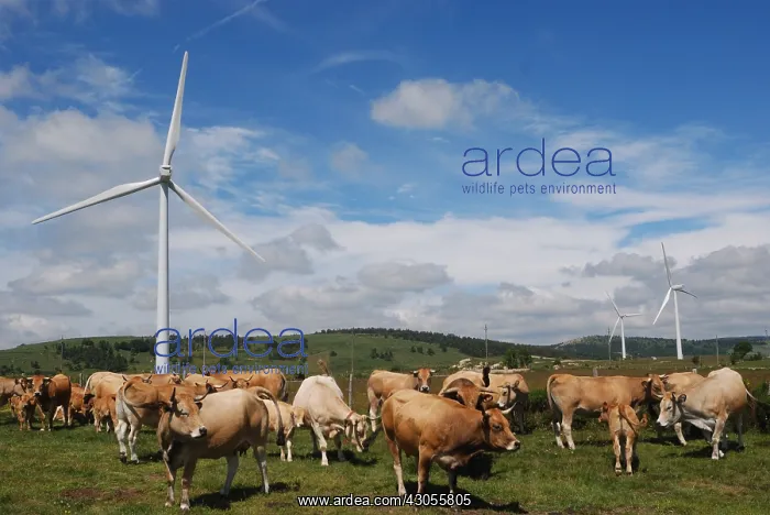 : Cows in the meadow before the wind Languedoc France : Cows in the meadow before the wind Languedoc France