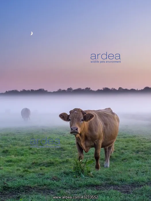 : Cows on misty grazing marsh with moon - Norfolk : Cows on misty grazing marsh with moon - Norfolk