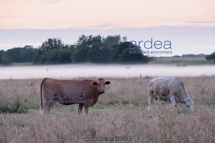 : Cows on misty grazing marsh - Norfolk UK : Cows on misty grazing marsh - Norfolk UK