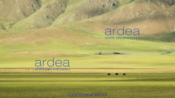 : Cows in the Mongolian steppe, Tsaritsyn Ereg - Province : Cows in the Mongolian steppe, Tsaritsyn Ereg - Province
