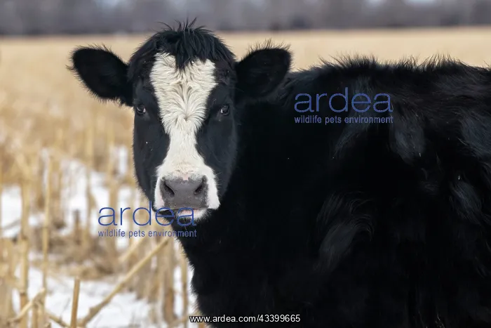 : Cows in Nebraska : Cows in Nebraska