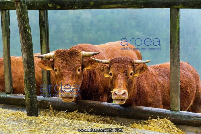  : Cows - Pagoeta Natural Park Basque Country Spain