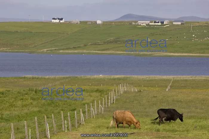: Cows on a pasturage Ireland : Cows on a pasturage Ireland