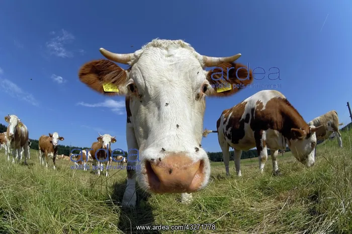  : Cows on a pasture, cow looking into the camera