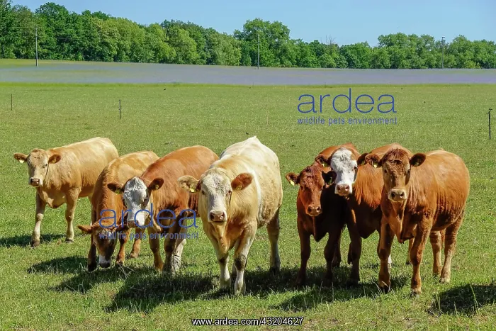 : Cows on the pasture, Kremmen, Brandenburg, Germany : Cows on the pasture, Kremmen, Brandenburg, Germany