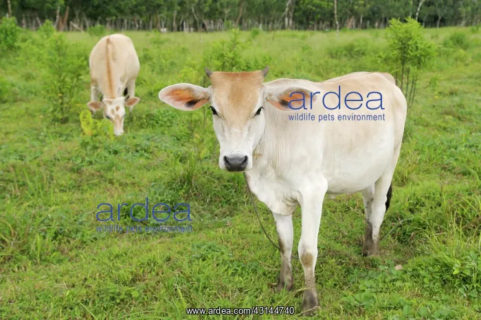 : Cows in pasture, on an organic family farm, Chilamate, Costa Rica : Cows in pasture, on an organic family farm, Chilamate, Costa Rica