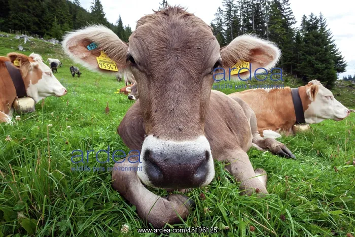 : Cows on the pasture, portrait, near Obermaiselstein : Cows on the pasture, portrait, near Obermaiselstein