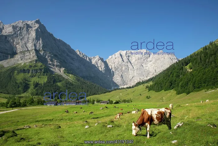 : Cows on the pasture, Tyrolean Simmental cattle : Cows on the pasture, Tyrolean Simmental cattle